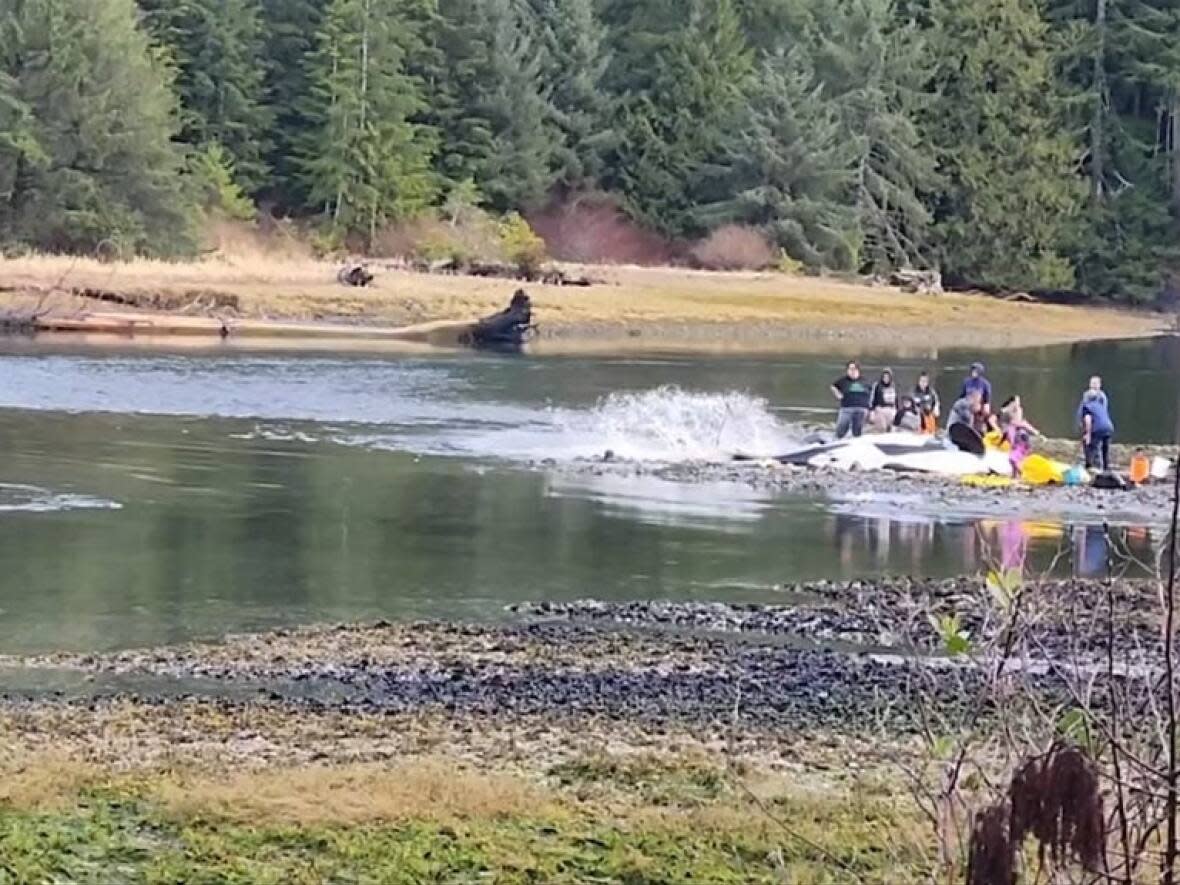 People try to push a beached orca back to the water while a calf swims nearby on the left. (Tracy Smith/Facebook - image credit)