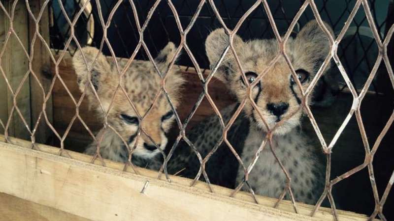 獵豹非法交易猖獗：許多幼豹在走私過程中因惡劣環境身亡。（翻攝自CCF）