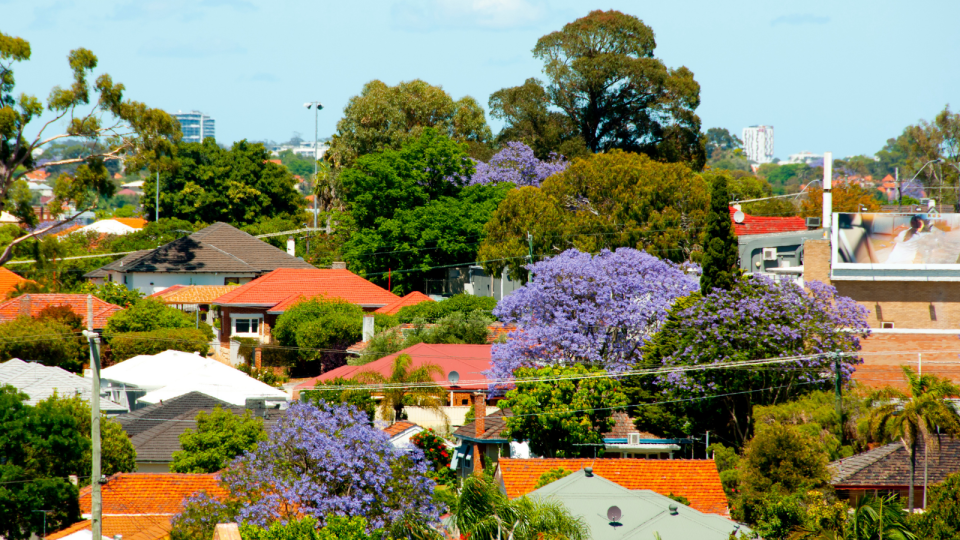 Rental crisis: An aerial view of an Australian suburb with jacaranda trees in bloom.