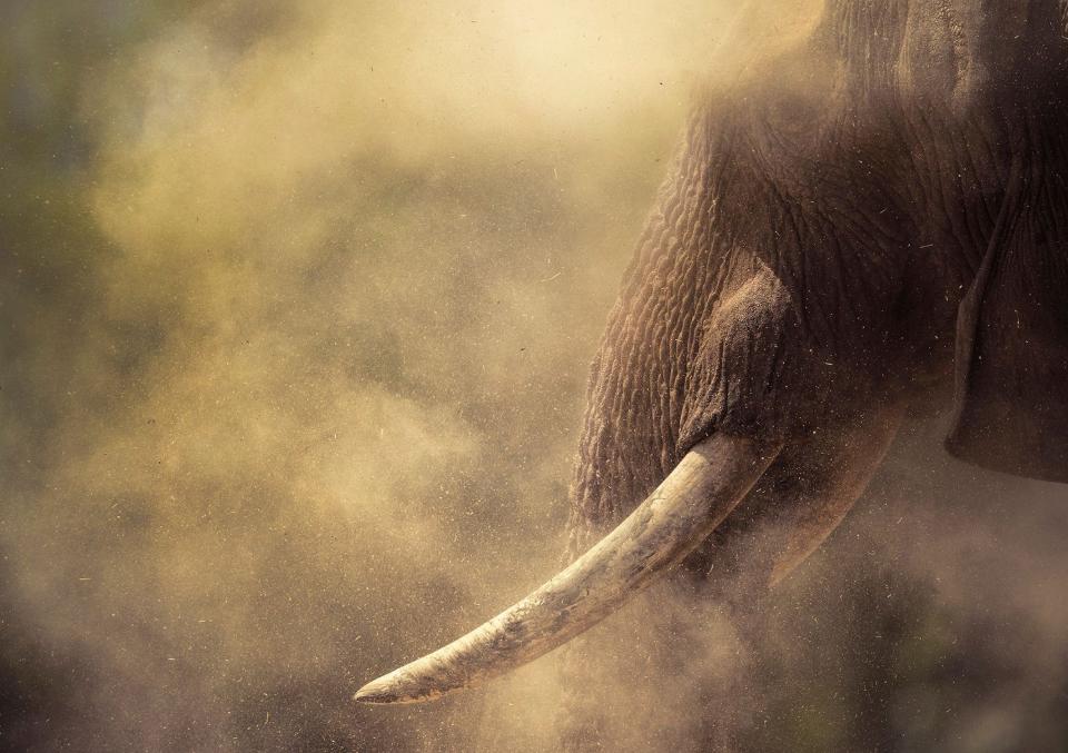 elephant face in the dust