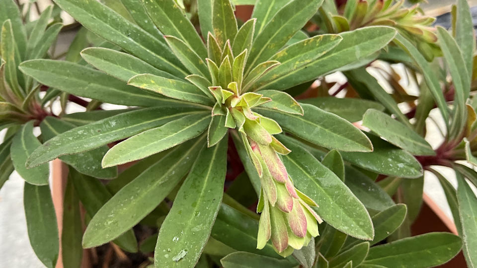 A close up pic of a plant.