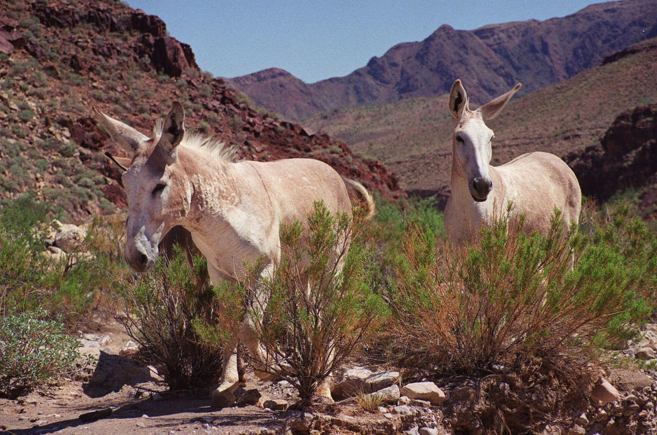 FILE - In this Aug. 7, 1999 file photo, two wild burros wander through a canyon in the Hualapai Reservation, Ariz. Feral burros are found in the deserts of California, Arizona and Nevada. Someone has been killing the wild burros of California's Mojave Desert, and the BLM is offering up to $10,000 to anyone who can help catch the culprit. Over the past three months, 42 dead burros with gunshot wounds have been found along a 60-mile stretch of Interstate 15, the main highway linking Los Angeles to Las Vegas. (AP Photo/Chris Kahn, File)