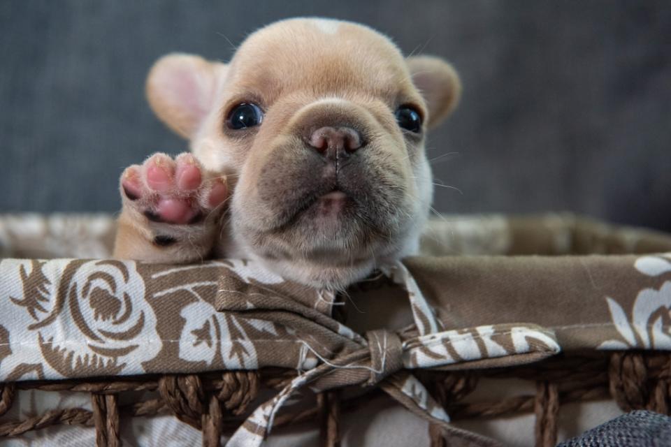 French Bulldog puppy in basket