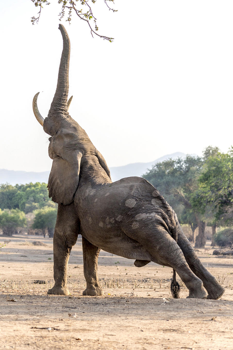 Elephant does yoga