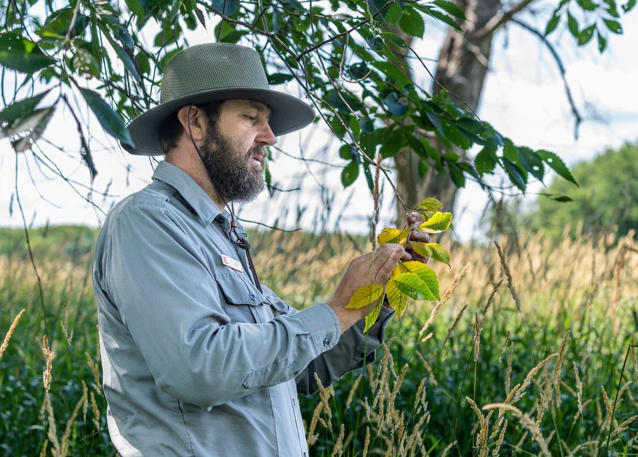 U.S. Army Corps of Engineers Forester Andy Meier inspects an elm tree on the Mississippi River for possible signs of Dutch elm disease, which has wiped out many of the elms in the river's floodplain forests.