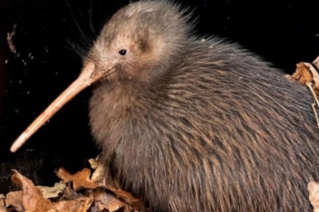 first kiwi in UK zoo, Manu