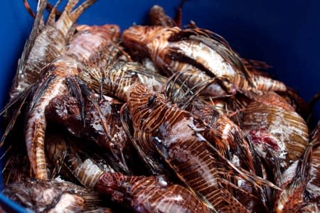 Lionfish is seen after a dive at the Zenobia, a cargo ship wreck off Larnaca