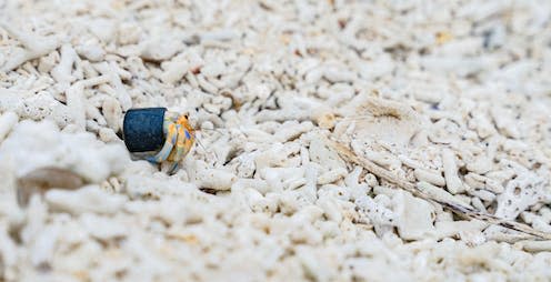 <span class="caption">Scientists have found that hermit crabs are increasingly using plastic and other litter as makeshift shell homes</span> <span class="attribution"><a class="link " href="https://www.shutterstock.com/image-photo/hermit-crab-carrying-plastic-bottle-cap-1962035515" rel="nofollow noopener" target="_blank" data-ylk="slk:metamorworks/Shutterstock;elm:context_link;itc:0;sec:content-canvas">metamorworks/Shutterstock</a></span>