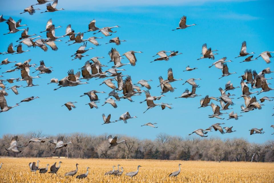 Spring migrating sandhill cranes moving through Nebraska