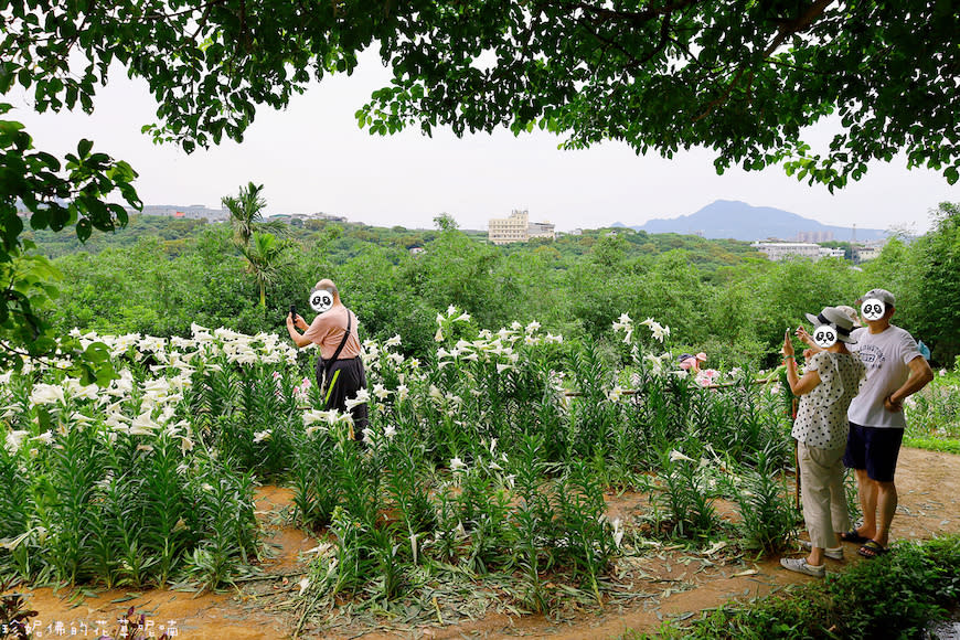 新北淡水｜奎柔山路百合花園