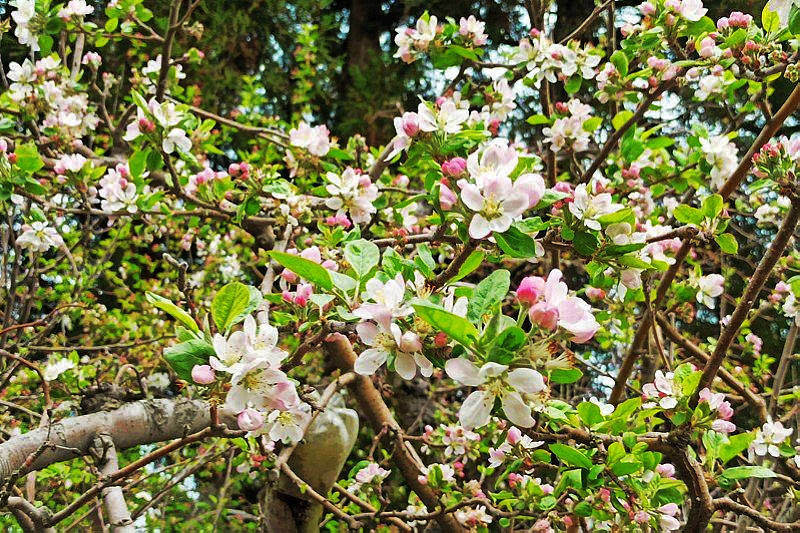 粉嫩蘋果花景(圖片來源：福壽山農場)