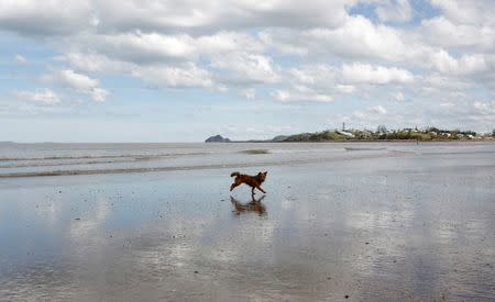 A dog runs along the main beach during low tide in the coastal town of Yeppoon affected by Cyclone Marcia, February 21, 2015. REUTERS/Jason Reed