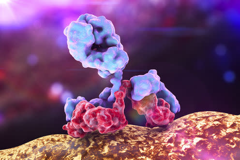 <span class="caption">Antibody attacking a bacterium.</span> <span class="attribution"><a class="link " href="http://www.shutterstock.com/pic-389524267/stock-photo-antibody-attacking-bacterium-immunoglobulin-3d-view.html?src=drWenwbFcon-2WHeeZK4xw-1-1" rel="nofollow noopener" target="_blank" data-ylk="slk:Kateryna Kon/Shutterstock.com;elm:context_link;itc:0;sec:content-canvas">Kateryna Kon/Shutterstock.com</a></span>