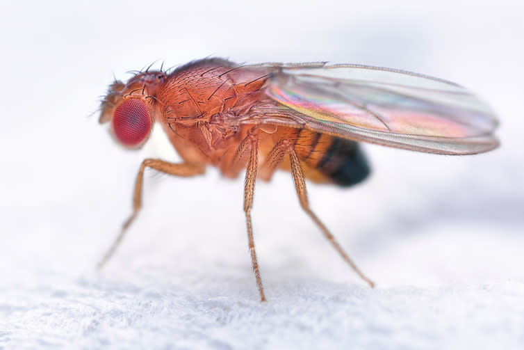 <span class="caption">Fruit fly (drosophila melanogaster) – not so in control.</span> <span class="attribution"><a class="link " href="https://www.shutterstock.com/download/confirm/473159152?src=Rwf2R9tCnkpiXmJn06hTGA-1-0&size=medium_jpg" rel="nofollow noopener" target="_blank" data-ylk="slk:Sebastian Janicki/Shutterstock;elm:context_link;itc:0;sec:content-canvas">Sebastian Janicki/Shutterstock</a></span>