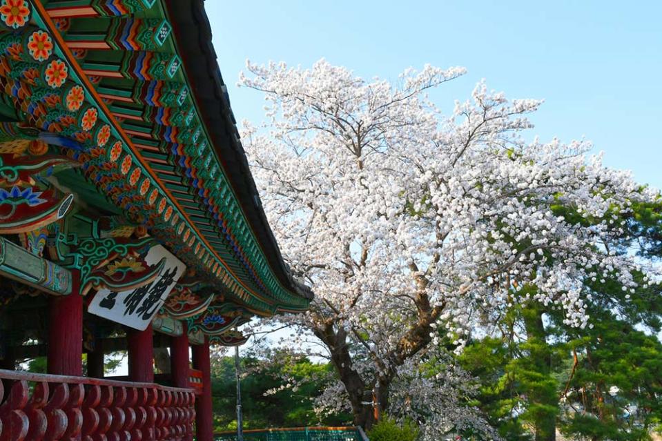 鏡浦臺（Photo by Gangwon Office, 韓國觀光公社提供）