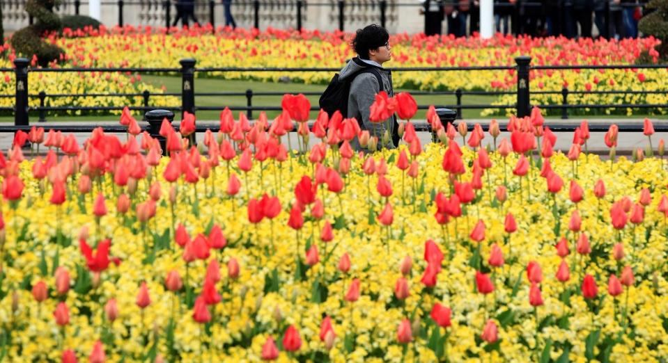 Tulips in bloom by the Queen Victoria Memorial in London (Reuters)