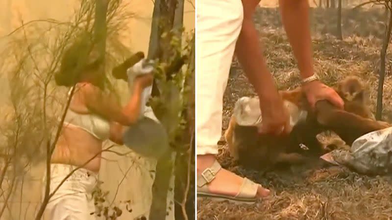 Australia bushfires: A woman has risked her life in the middle of a bushfire in NSW, to save a burnt koala.