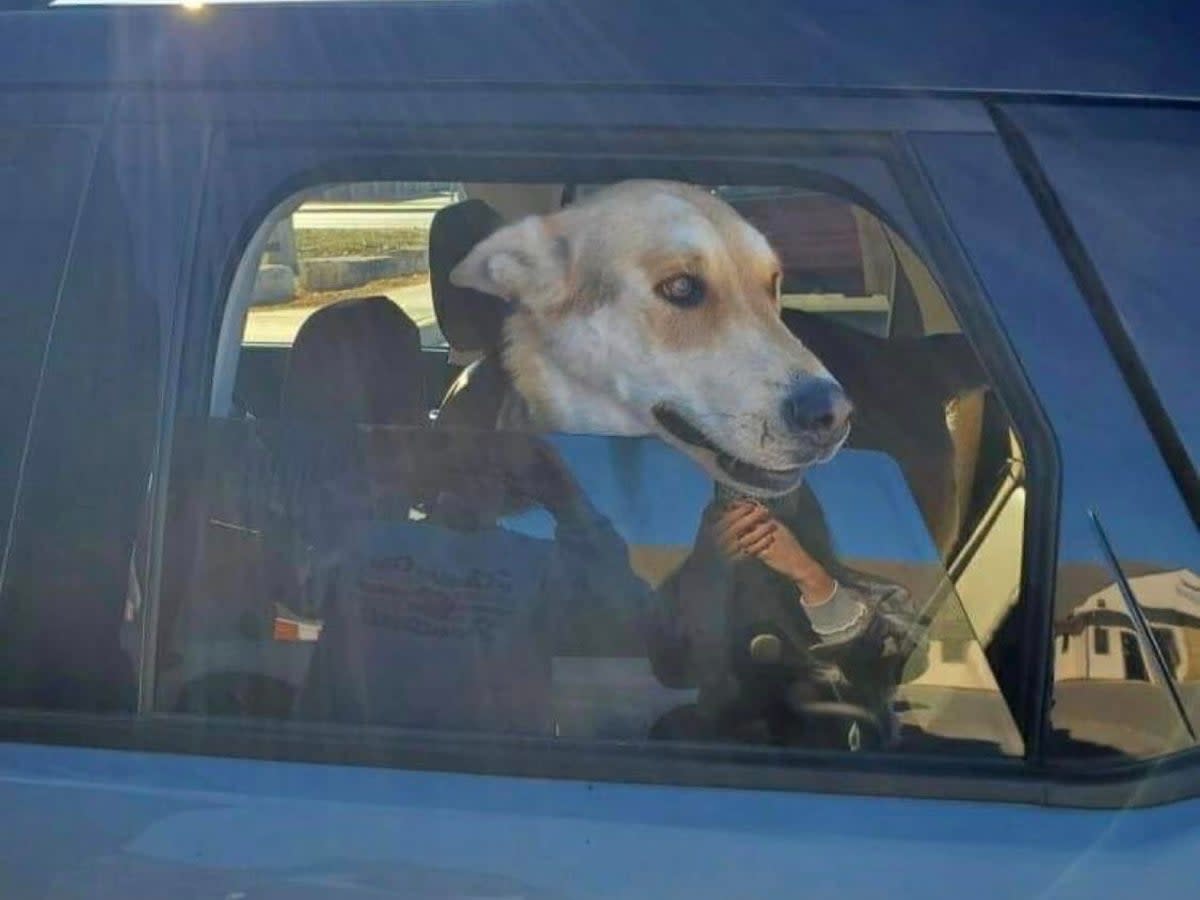 Zeppelin the dog on his way home on 18 December (Sherri Wixted Ford via Facebook)