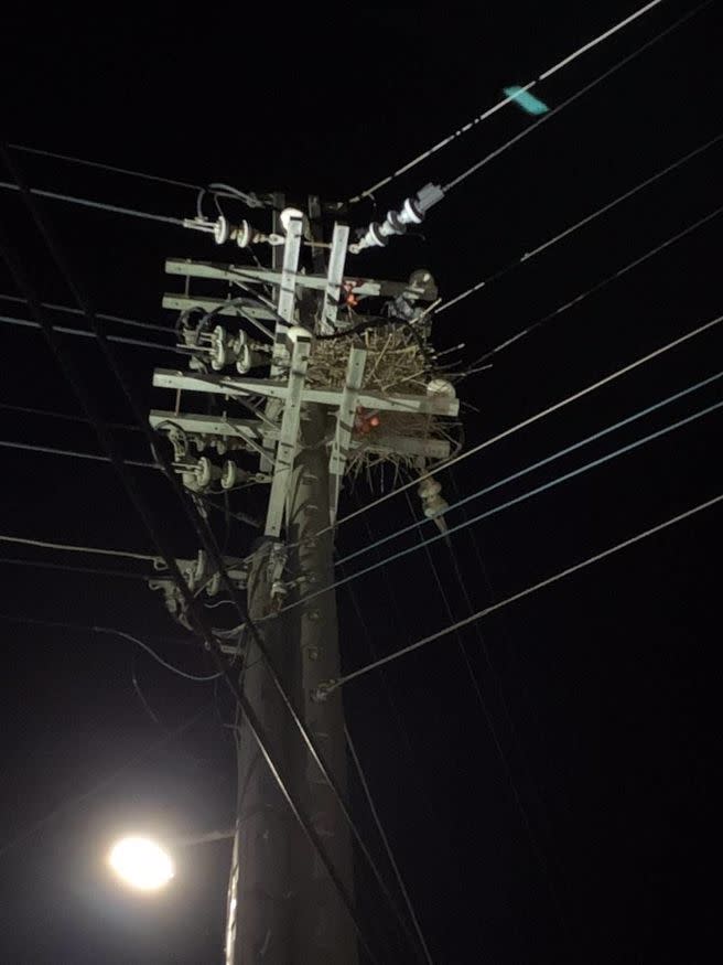 台電維修員指出，喜鵲繁殖期經常在電桿築巢，造成觸碰停電。（圖／翻攝臉書爆廢公社）