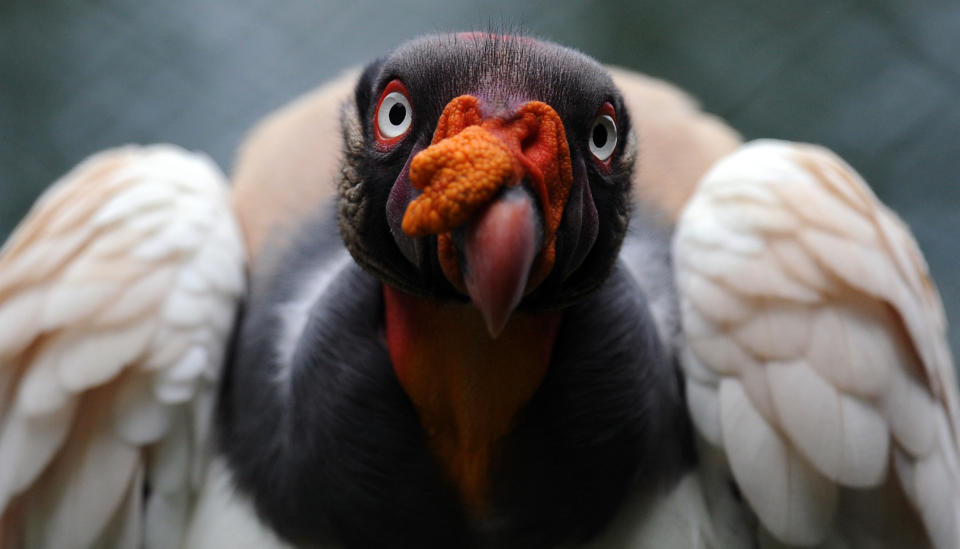 A king vulture (Sarcoramphus papa) perches on a trunk at the Zoo Summit outside Panama City on June 17, 2013.
