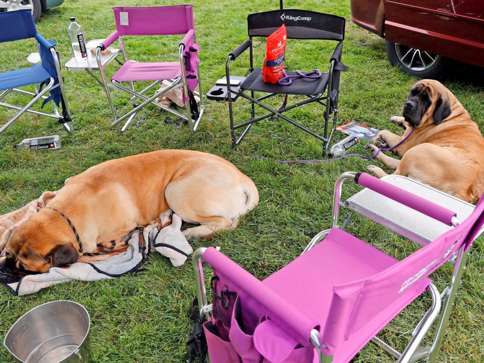 dogs lounging outside during westminster dog show