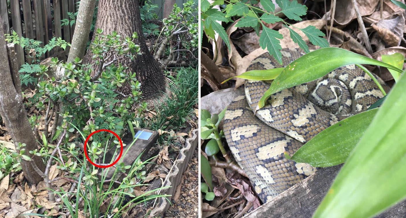 Coastal carpet python well hidden in Queensland backyard garden. 