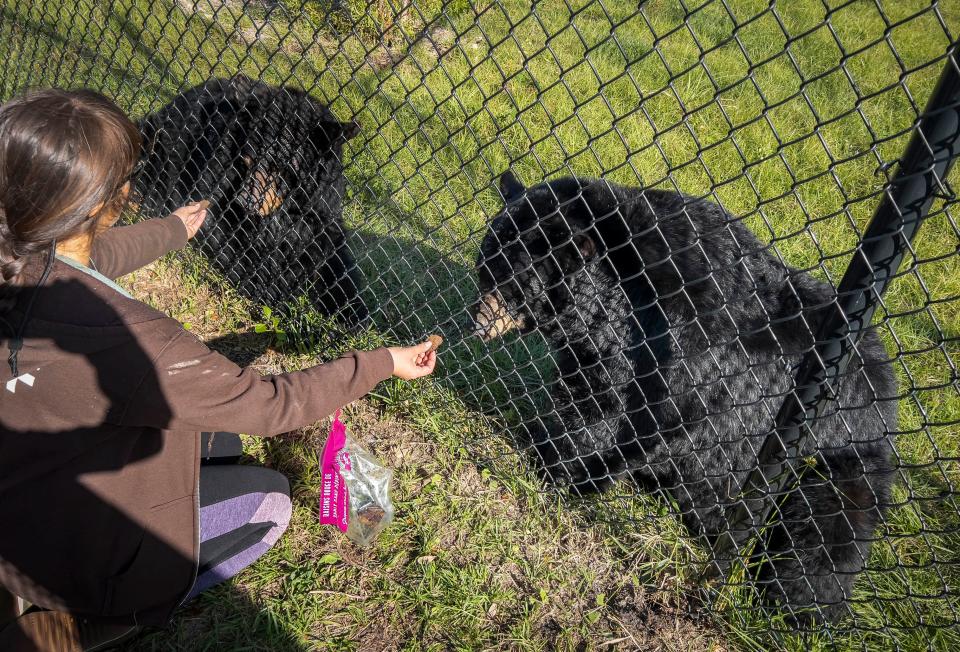 Animal care keeper Ingrio Ramirez gives the black bears treats at the new Busch Wildlife Sanctuary in Jupiter, Florida on December 19, 2023.