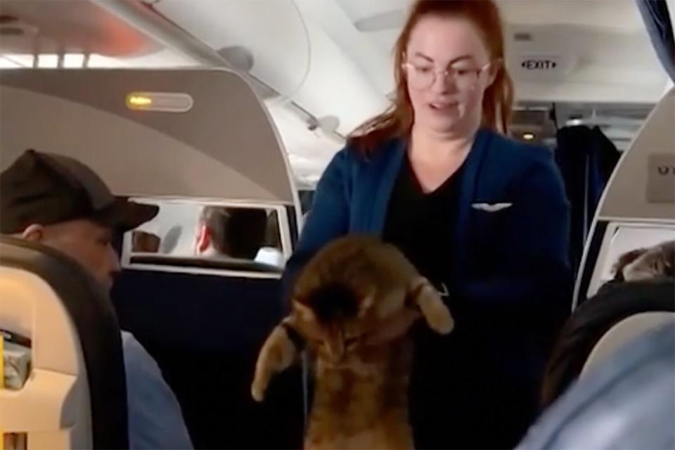 Cat gets loose on plane