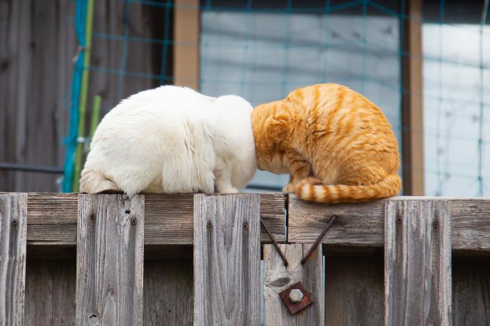 オレンジ色の猫と白猫が頭を突き合わせています。