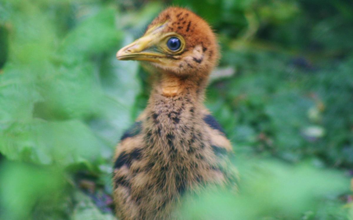 “World’s deadliest chick” hatches in Cotswolds Bird Park