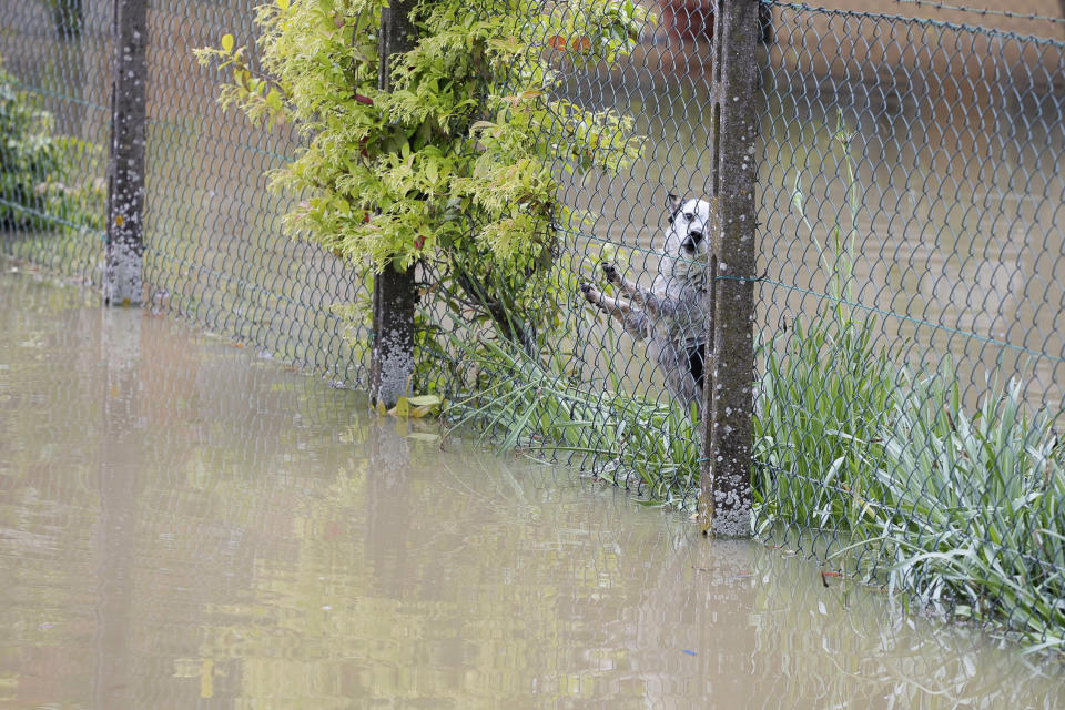 A dog leans on a fence in a flooded area near Bologna, Italy, Thursday, May 18, 2023. Rescue crews worked Thursday to reach towns and villages in northern Italy that were cut off from highways, electricity and cell phone service following heavy rains and flooding, as farmers warned of “incalculable” losses and authorities began mapping out cleanup and reconstruction plans. (Guido Calamosca/LaPresse via AP)