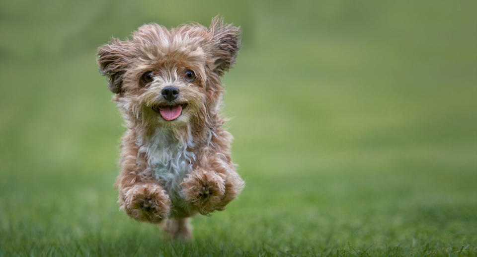 Puppy shown running after one was believed to be targeted by a dog baiter in Sydney's Northern Beaches.