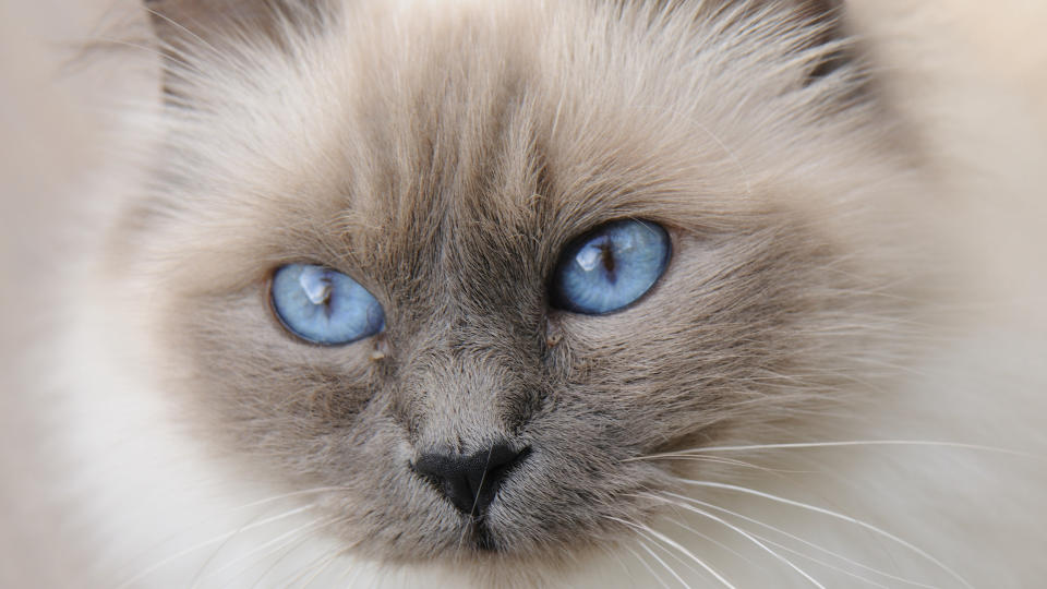 Blue point birman cat