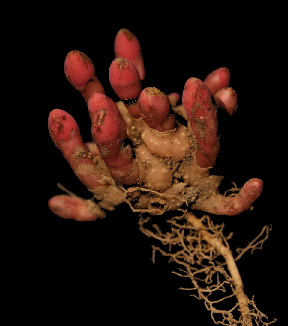 A reddish pink parasitic plant grows from a root system. Balanophora is a parasitic plant found in tropical and temperate regions in Asia and tropical Africa and generally resembles fungi growing around the roots of trees in the forest. 