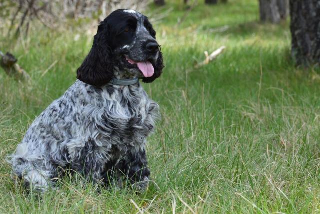 Cocker spaniel inglese (Canis lupus familiaris 'Cocker Spaniel') - Rock  Identifier