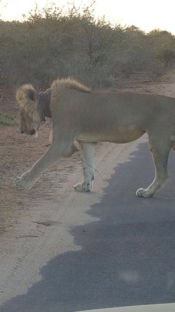 Tourists on safari horrified to find lion with snare around his neck