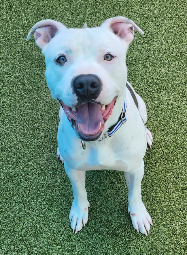 Walter is a sweet American bulldog who He adores children and gets along great with other dogs. At 61 pounds, he’s a big cuddlebug. At just under 1 year old, he has his basic training but will need to continue learning skills and manners.