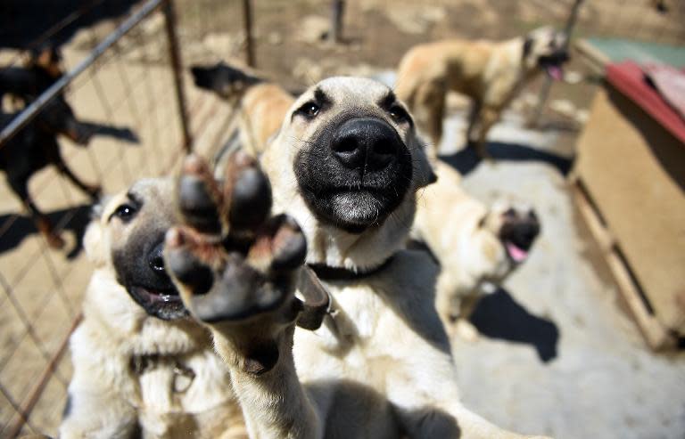 Rescued dogs at an animal shelter in the village of Drazevac, near the flooded Serbian town of Obrenovac, on May 21, 2014