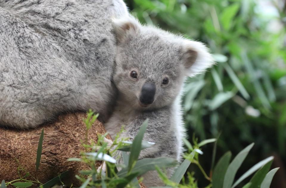 Inala and Joey