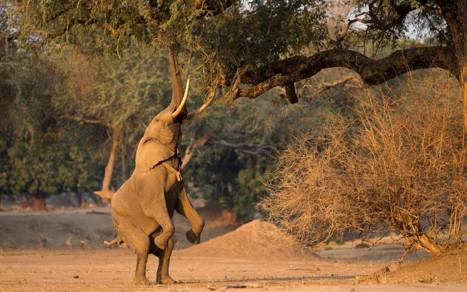 The young animals are believed to have been forcibly separated from their parents - Cedar Tree Marketing and Public Relations Ltd