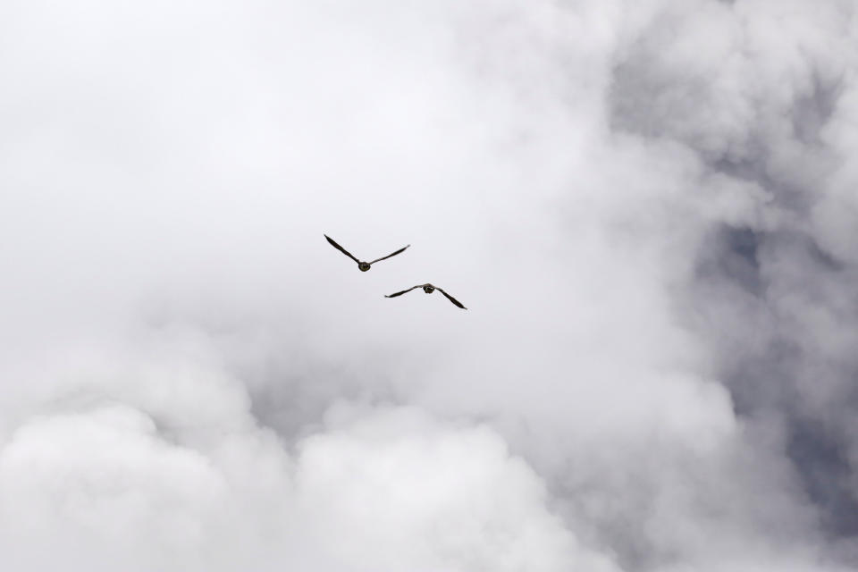 Birds fly towards ash erupting from the Halemaumau Crater.