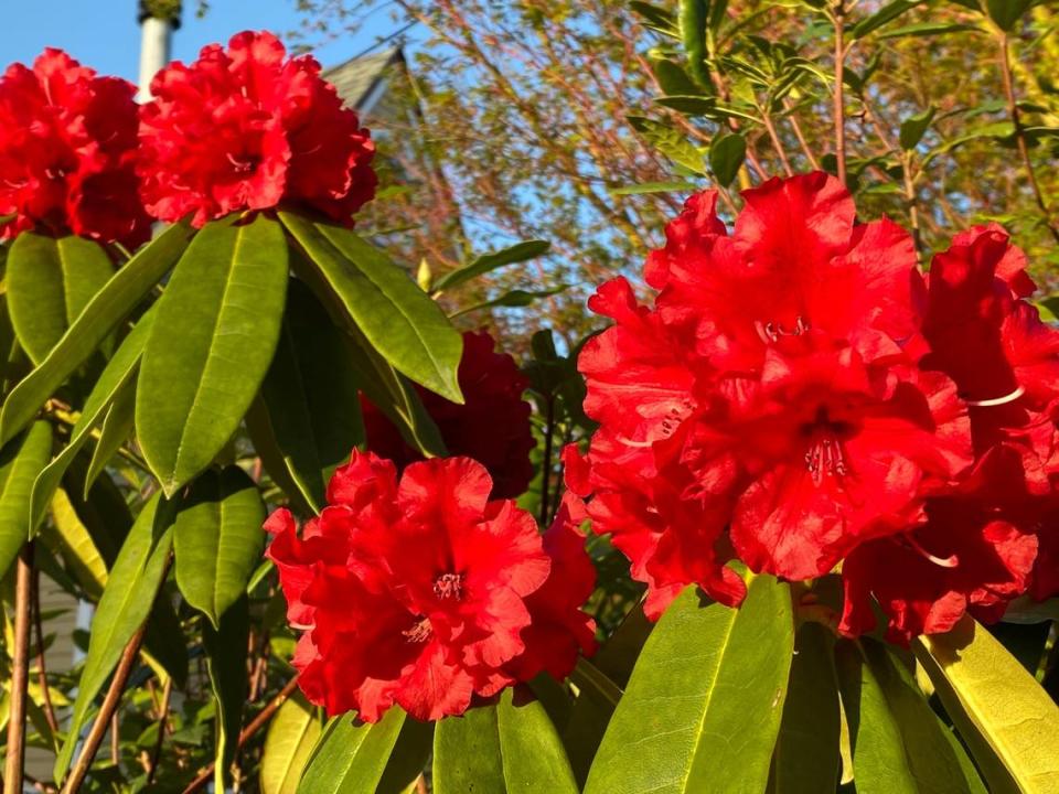 Spring is a good time to move most shrubs, and rhododendrons and azaleas are easy to move because of their shallow, compact root systems.