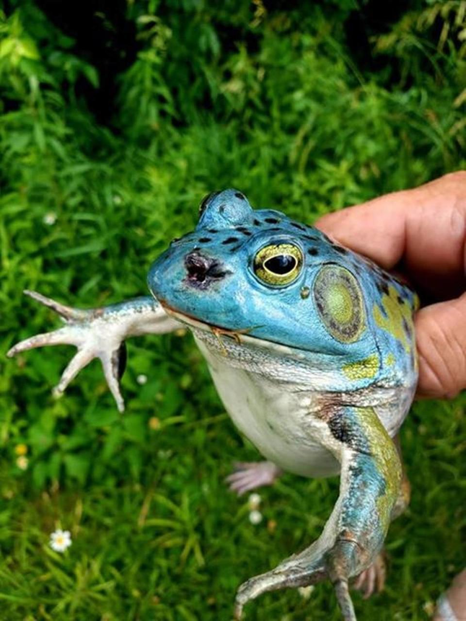 Ohio man Matt Minnich recently found and photographed an extremely rare blue bullfrog, sharing the photos with the Ohio Department of Natural Resources.