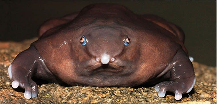 The purple frog (Nasikabatrachus sahyadrensis), also known as the 'doughnut frog', was only discovered in 2003 as it spends most of the year buried 4m underground. Compared to similar species, the purple frog, which lives in India's  Western Ghats, has an unusually small head and a strange pointed snout. (© Sathyabhama Das Biju)