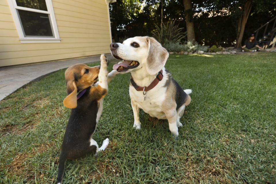 Two dogs play on a lawn.