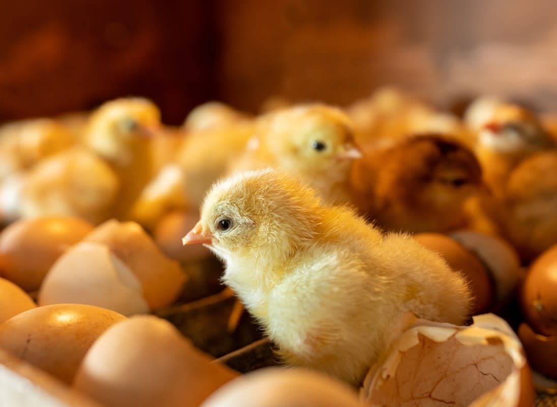 Rare Baby Chick Born With 4 Legs Draws Crowds At Iowa State Fair