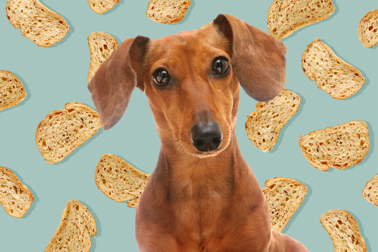 dachshund against a background of bread slices