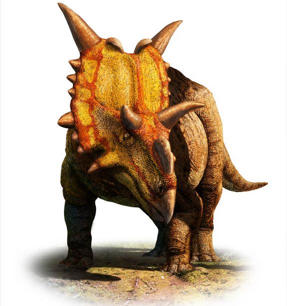 Xenoceratops (meaning "alien horned-face") had massive spikes at the top of its head, two hooks jutting from its forehead, and a ruffled shield around its neck.