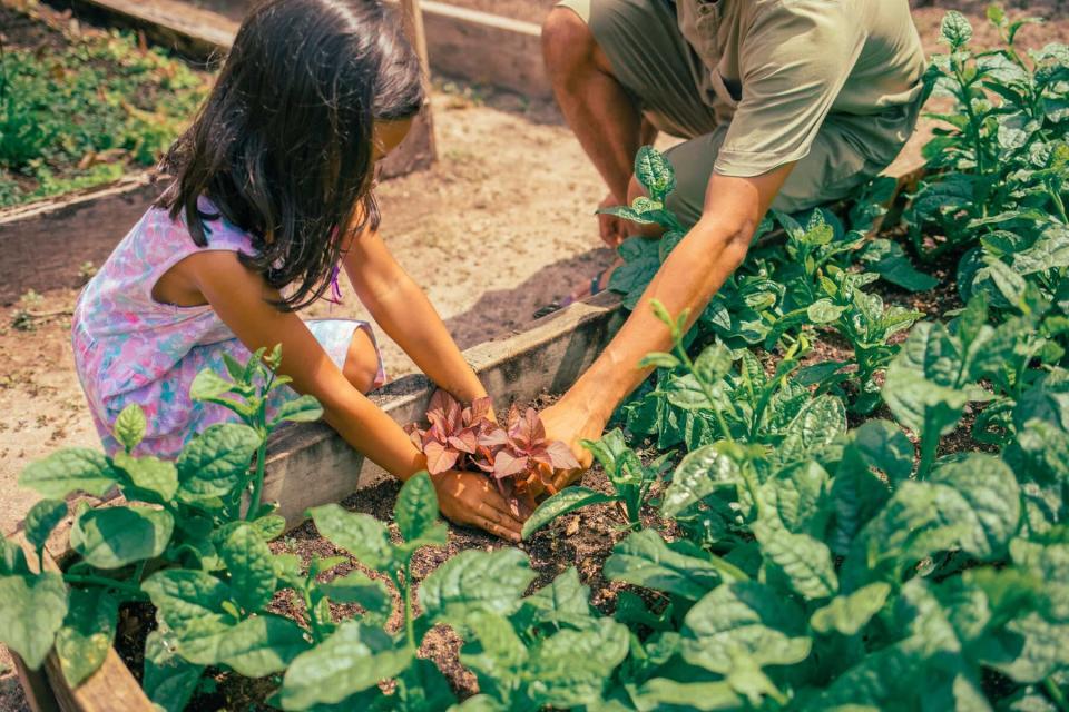 Teaching garden at Soneva Fushi