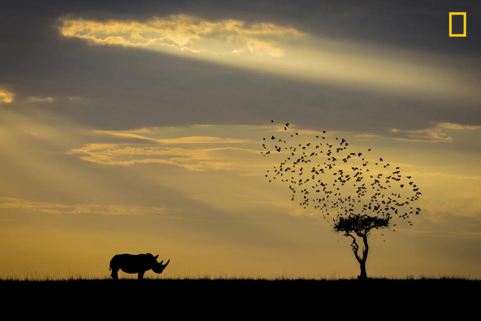 <p>“Took an early ride out from the camp in Masai Mara national park, searching for the great migration, where I saw a rhino from far away standing beside a tree. The back lit from the early sun was too strong, so I took a silhouette instead.” (© Khai Chuin Sim/National Geographic Travel Photographer of the Year Contest) </p>